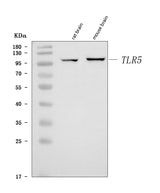 Anti-Tlr5 Antibody Picoband® Boster Bio