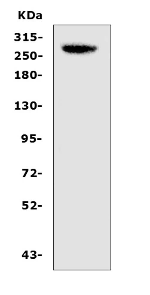 Anti-CAD/CAD Antibody Picoband® Boster Bio