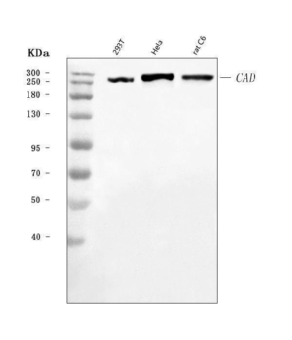 Anti-CAD Antibody Picoband® Boster Bio