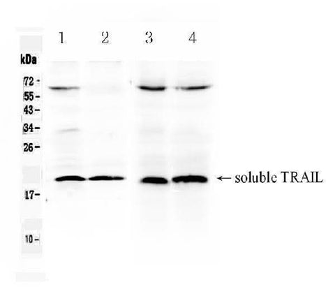 Anti-TRAIL/Tnfsf10 Antibody Picoband® Boster Bio