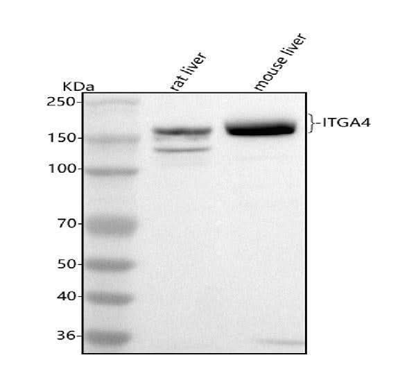 Anti-Integrin Alpha 4/Itga4 Antibody Picoband® Boster Bio