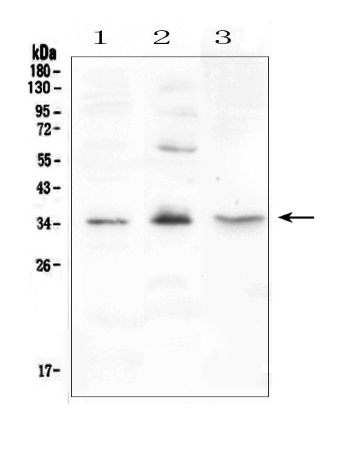 Anti-FGF23 Antibody Picoband® Boster Bio