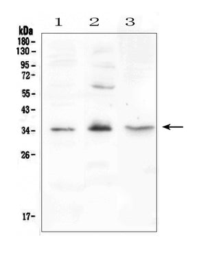 Anti-FGF23 Antibody Picoband® Boster Bio