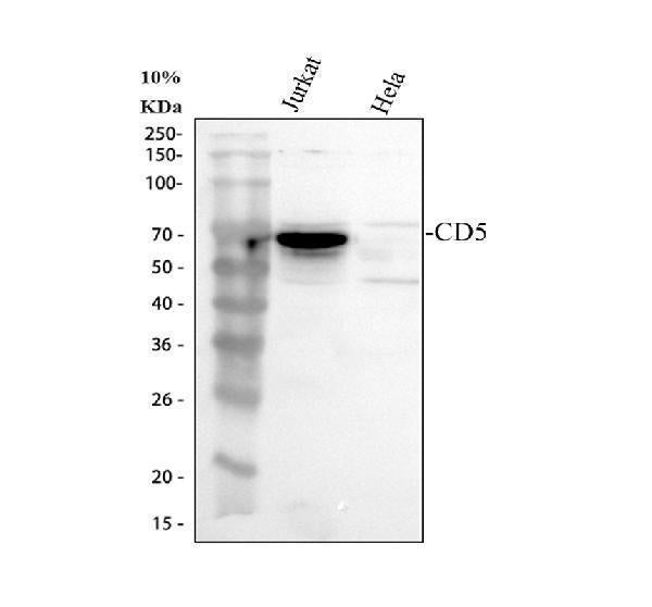 Anti-CD5 Antibody Picoband® Boster Bio