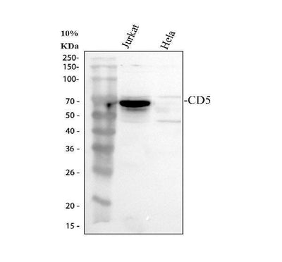 Anti-CD5 Antibody Picoband® Boster Bio