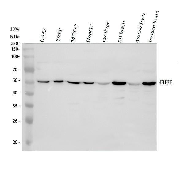Anti-EIF3e Antibody Picoband® Boster Bio