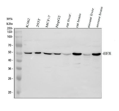 Anti-EIF3e Antibody Picoband® Boster Bio
