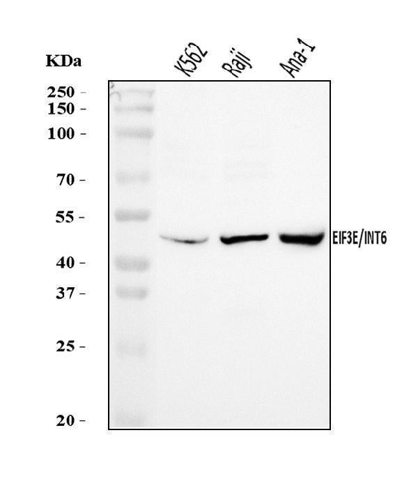 Anti-EIF3E Antibody Picoband® Boster Bio