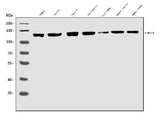 Anti-MERTK Antibody Picoband® Boster Bio