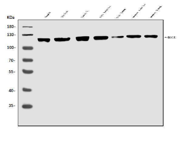 Anti-MERTK Antibody Picoband® Boster Bio