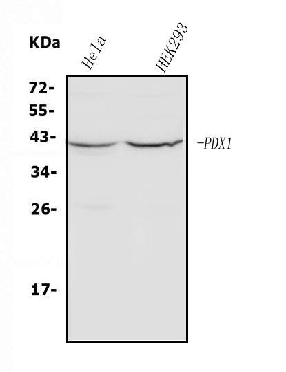 Anti-PDX1 Antibody Picoband® Boster Bio