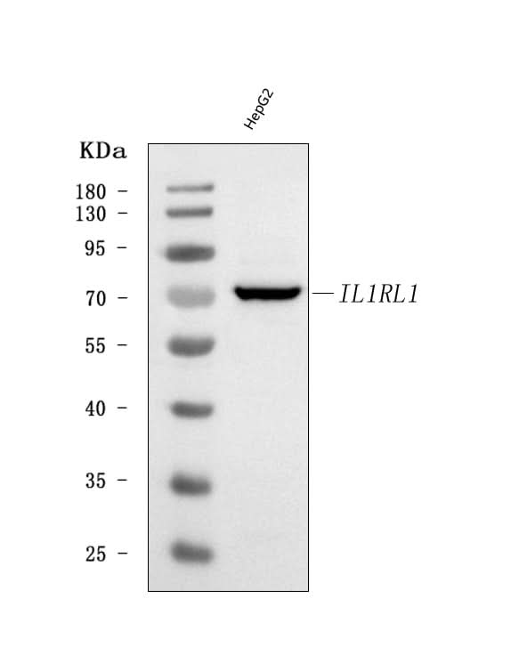 Anti-ST2/IL1RL1 Antibody Picoband® Boster Bio