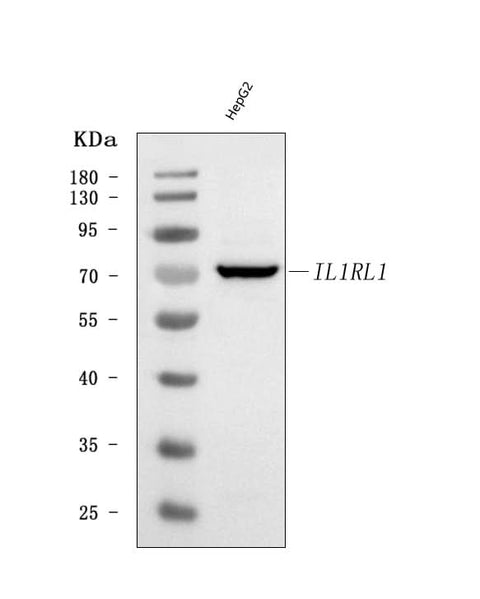 Anti-ST2/IL1RL1 Antibody Picoband® Boster Bio