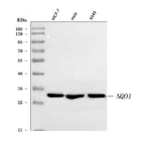 Anti-NQO1 Antibody Picoband® Boster Bio