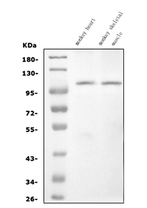 Anti-CARD4/NOD1 Antibody Picoband® Boster Bio