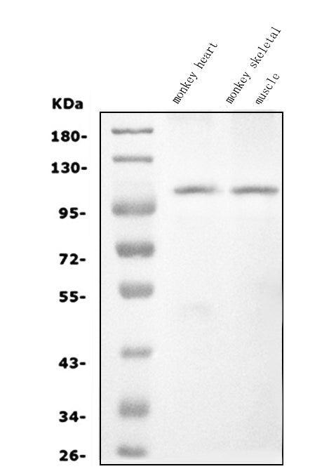 Anti-CARD4/NOD1 Antibody Picoband® Boster Bio