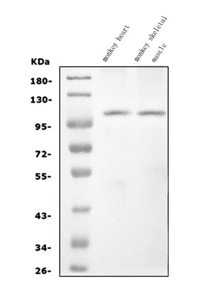 Anti-CARD4/NOD1 Antibody Picoband® Boster Bio