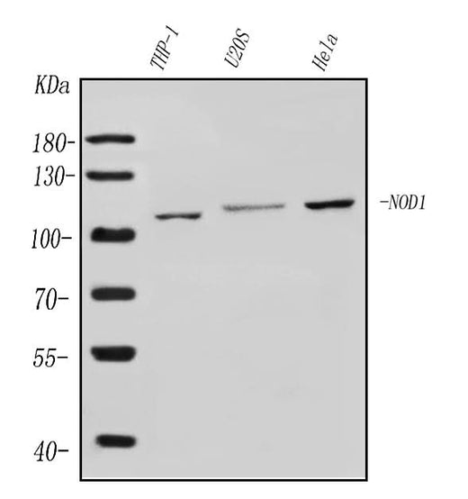 Anti-CARD4/NOD1 Antibody Picoband® Boster Bio