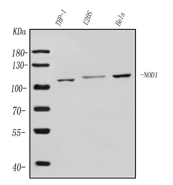 Anti-CARD4/NOD1 Antibody Picoband® Boster Bio