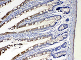 Anti-Cytochrome P450 2D6/CYP2D6 Antibody Picoband® Boster Bio