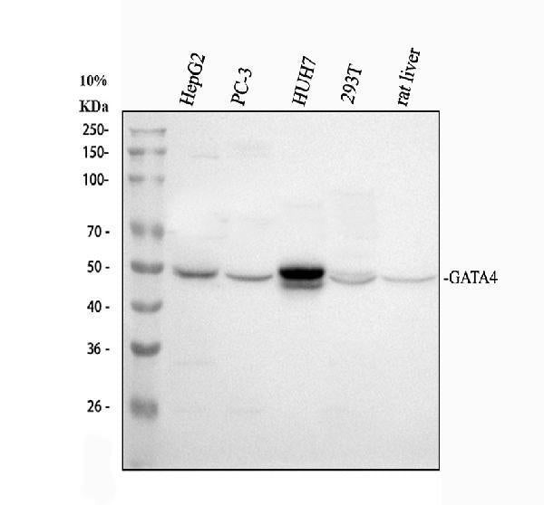 Anti-GATA4 Antibody Picoband® Boster Bio