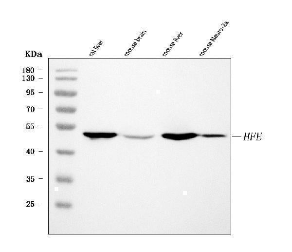 Anti-Hfe Antibody Picoband® Boster Bio