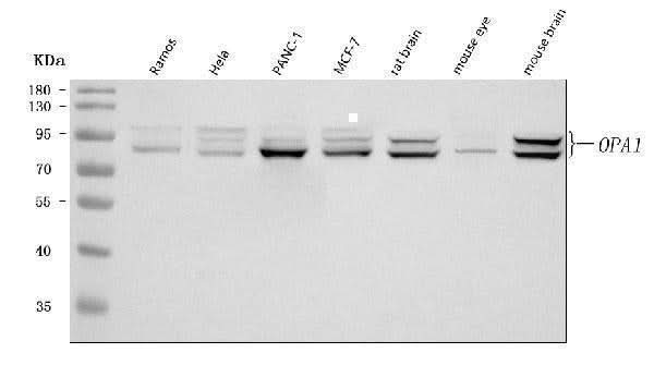 Anti-OPA1 Antibody Picoband® Boster Bio