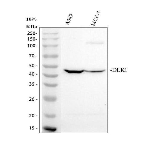 Anti-DLK-1/DLK1 Antibody Picoband® Boster Bio