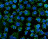 Anti-KEAP1 Antibody Picoband® Boster Bio