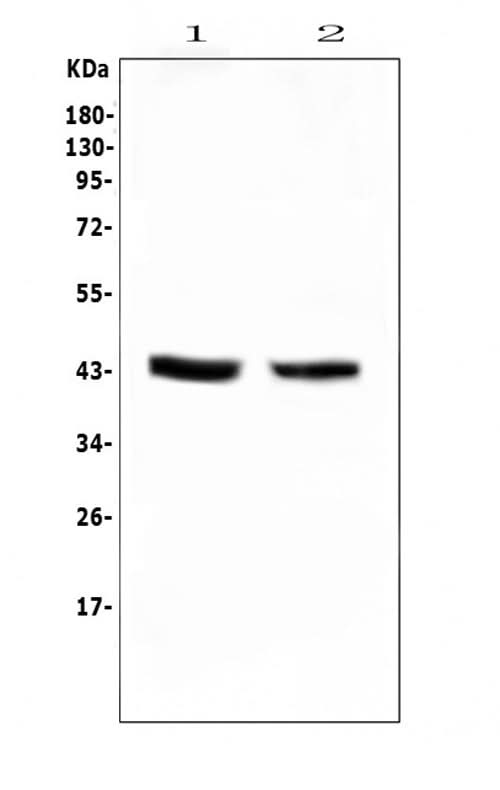 Anti-PON1 Antibody Picoband® Boster Bio