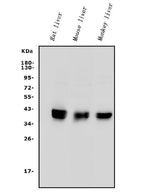 Anti-PON1 Antibody Picoband® Boster Bio