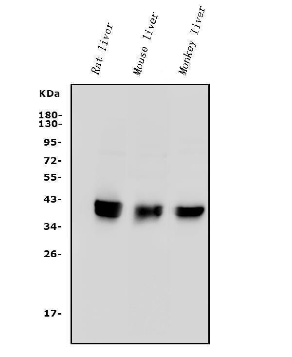 Anti-PON1 Antibody Picoband® Boster Bio