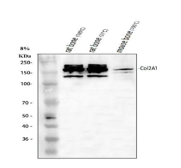 Anti-Collagen Type II/COL2A1 Antibody Picoband® Boster Bio