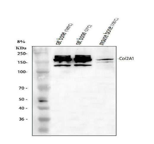 Anti-Collagen Type II/COL2A1 Antibody Picoband® Boster Bio
