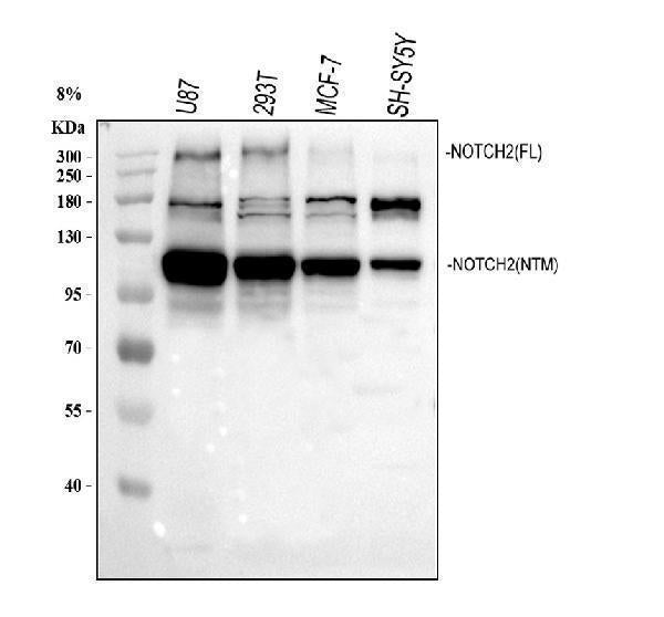 Anti-NOTCH2 Antibody Picoband® Boster Bio