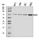 Anti-ATG16L1 Antibody Picoband® Boster Bio