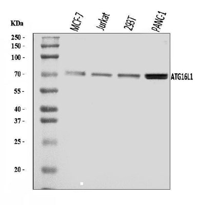 Anti-ATG16L1 Antibody Picoband® Boster Bio