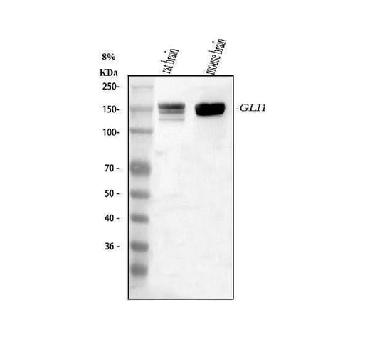 Anti-GLI1 Antibody Picoband® Boster Bio