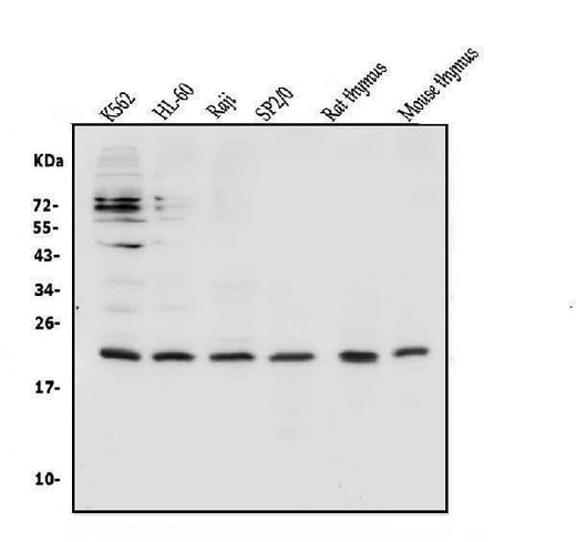 Anti-CD69 Antibody Picoband® Boster Bio