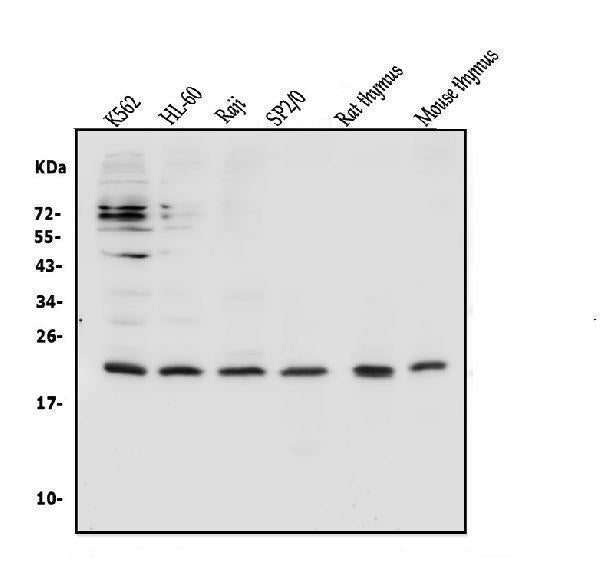 Anti-CD69 Antibody Picoband® Boster Bio