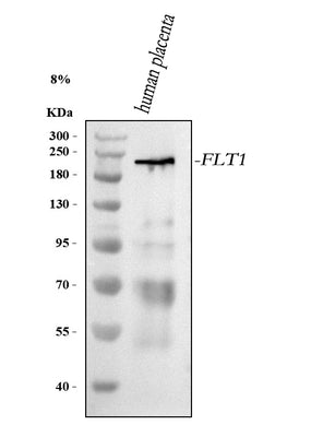 Anti-VEGFR-1/FLT1 Antibody Picoband® Boster Bio