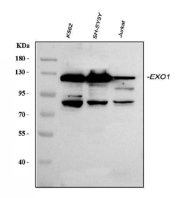Anti-Exonuclease 1/EXO1 Antibody Picoband® Boster Bio