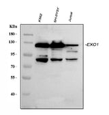 Anti-Exonuclease 1/EXO1 Antibody Picoband® Boster Bio