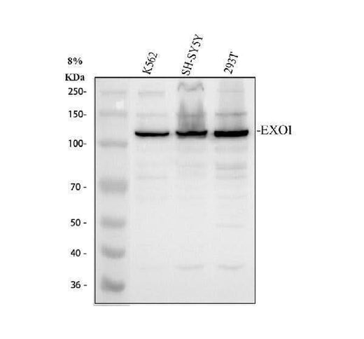 Anti-Exonuclease 1/EXO1 Antibody Picoband® Boster Bio