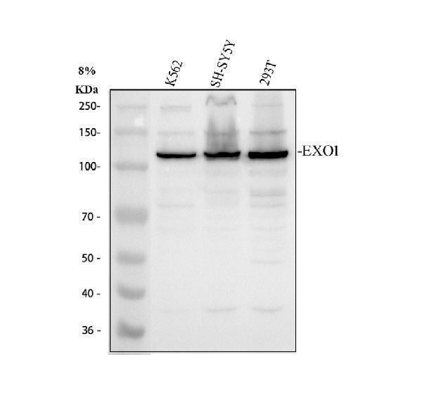 Anti-Exonuclease 1/EXO1 Antibody Picoband® Boster Bio