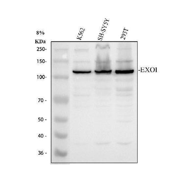Anti-Exonuclease 1/EXO1 Antibody Picoband® Boster Bio
