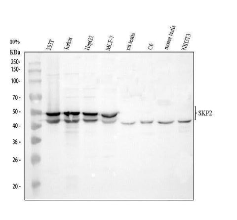 Anti-SKP2 Antibody Picoband® Boster Bio