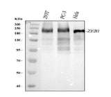 Anti-AREB6/ZEB1 Antibody Picoband® Boster Bio