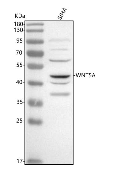 Anti-WNT5A Antibody Picoband® Boster Bio