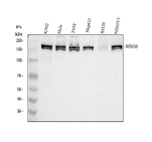 Anti-MSH6 Antibody Picoband® Boster Bio
